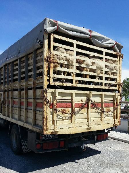 BIENESTAR ANIMAL DURANTE EL TRANSPORTE