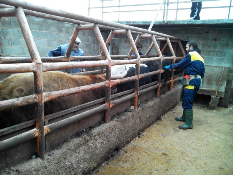 Cursos de sanidad animal